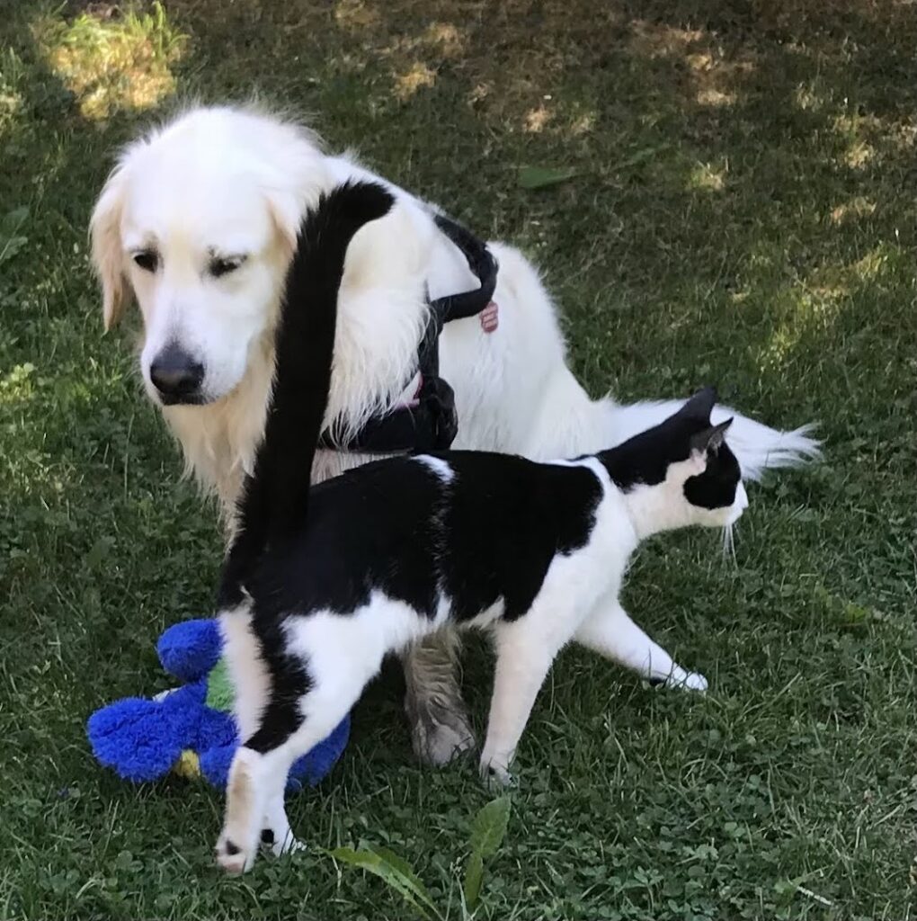 Kimba-Prospero-copy-garden