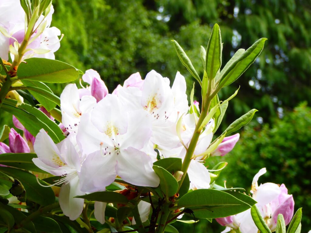 rododentrons jardin